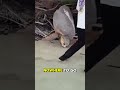 You wouldn't believe what happened to this turtle 🐢
