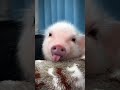 Cute Piglets Playing | Adorable Baby Pigs Moments