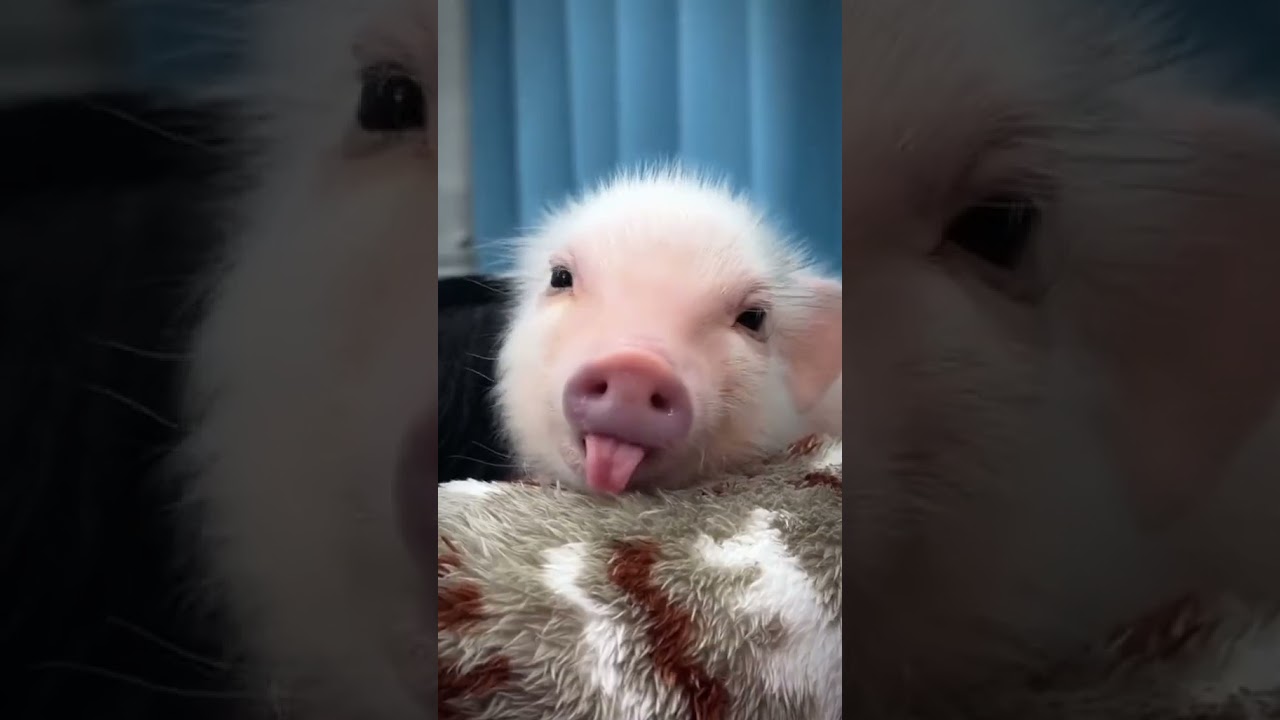 Cute Piglets Playing | Adorable Baby Pigs Moments