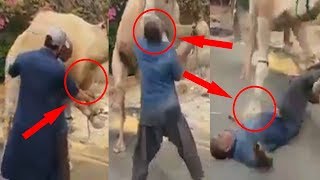 Dangerous Camel Qurbani Eid ul Adha 2018 || Bakra Eid 2018