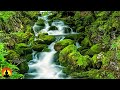 🔴 Relaxing Music 24/7, Spa Music, Calming Music, Massage Music, Meditation Music, Zen, Sleep Music