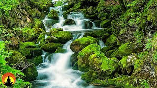 🔴 Relaxing Music 24/7, Spa Music, Calming Music, Massage Music, Meditation Music, Zen, Sleep Music