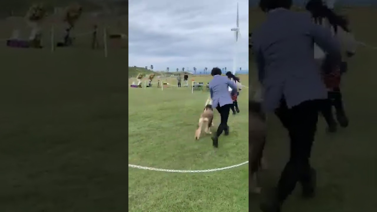 DOG SHOW Japan AFGHAN HOUND JAPAN Japon