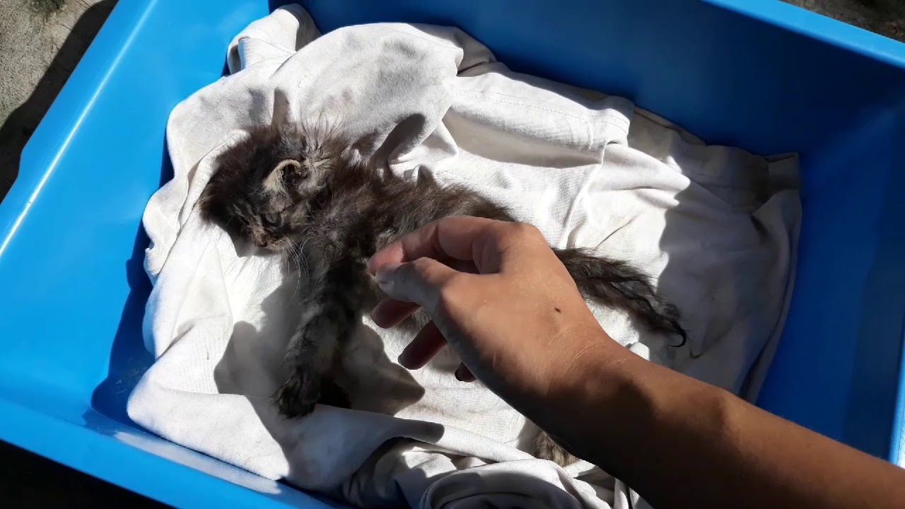 Pengalaman saya | KUCING BERHASIL SELAMAT DAN BERTAHAN HIDUP DARI VIRUS DISTEMPER