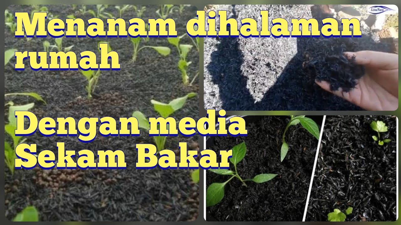 Menanam dengan media sekam bakar Sekam bakar pengganti tanah dan