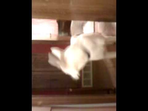 shih tzu bite rabies