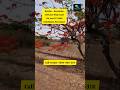 300 Acre Beautiful Plain Land Sale | Raichur | Sindhanur  | Karnataka agricultural solar dairyfarm