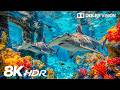 Enchanting Ocean Creatures in 8K HDR | Dolby Vision™