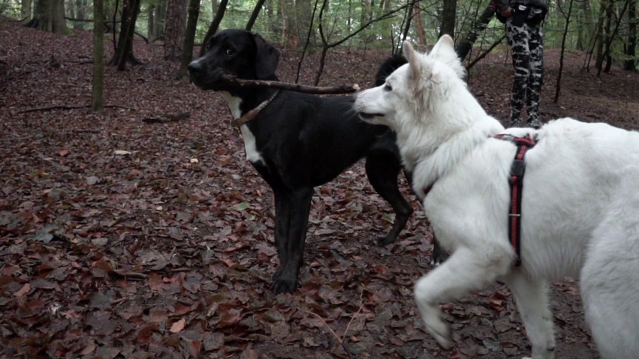 Hamburg mit Hund 2019;(Full HD) YouTube