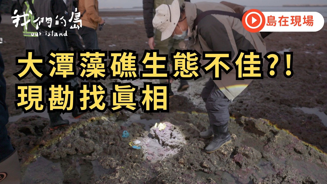 【島在現場】桃園大潭藻礁生態健康度不佳｜民間團體與中油共同現勘追真相｜2026.02.04