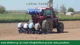 Planting the Oregano