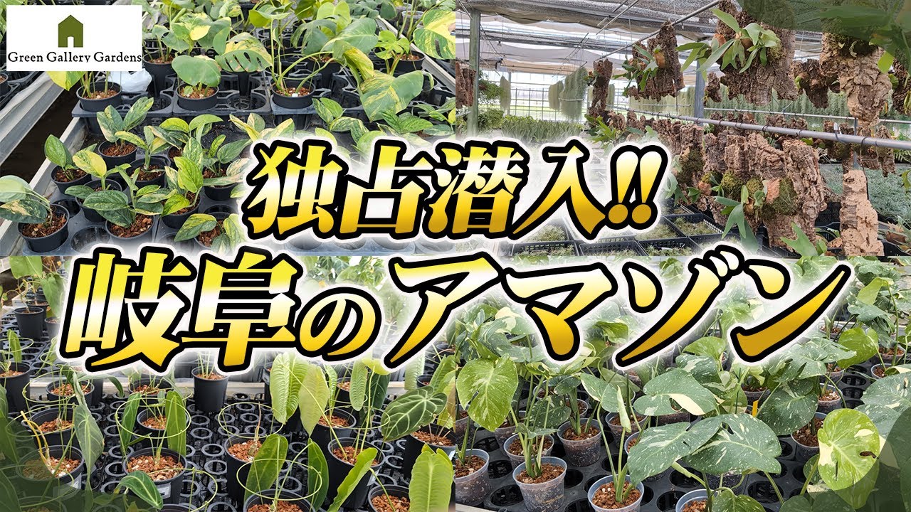 【観葉植物】まるでアマゾン!?岐阜の生産者のハウスに独占潜入してきました!!【園芸店】【ガーデニング】【初心者】