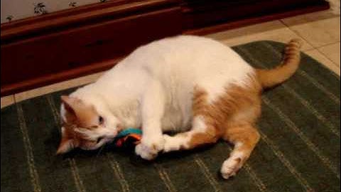 Cat on Catnip - Colorado Catnip Toys