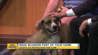 Pet of the week: Blossom is a 3-year-old Catahoula mix who needs a home to call her own