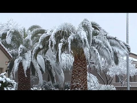 Videó: Esik a hó pálmaforrásokban?