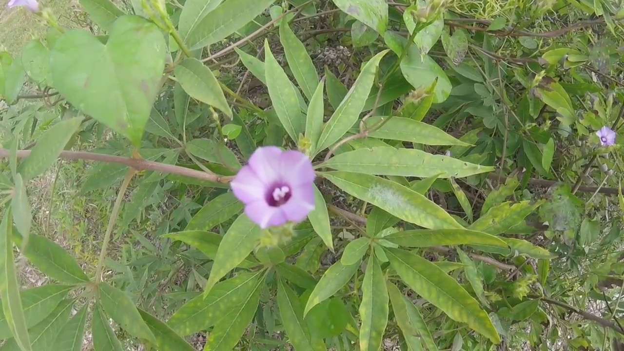 UWF Community Garden