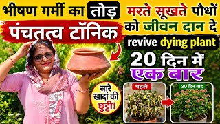 पंचतत्व टॉनिक/ पूरे गार्डन के लिए भीषण गर्मी में पौधे बचाएं, revive dying plant, organic fertilizer