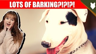 DO BULL TERRIER BARK ALOT? by Fenrir Bull Terrier Show 1,297 views 3 years ago 1 minute, 22 seconds