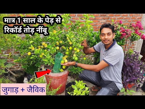 वीडियो: बगीचे में या घर के अंदर नींबू उगाने के टिप्स