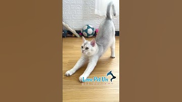 Khoảnh Khắc Hài Hước - Đáng Yêu - Thú Cưng #lovepetvn #thucandochoichomeo 0524045[Love Pet Việt Nam]