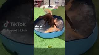 Dog SPLASH POOL