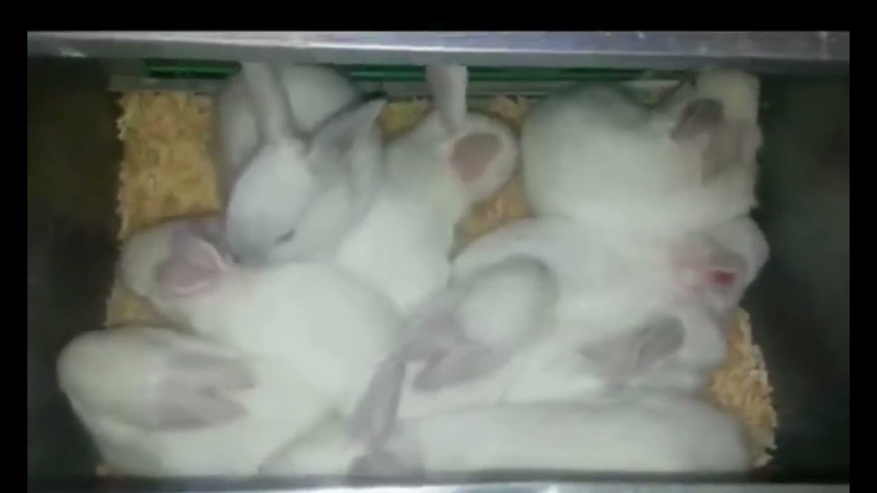 مقارنه بين فيتامين سي المصنع وعصير الليمون