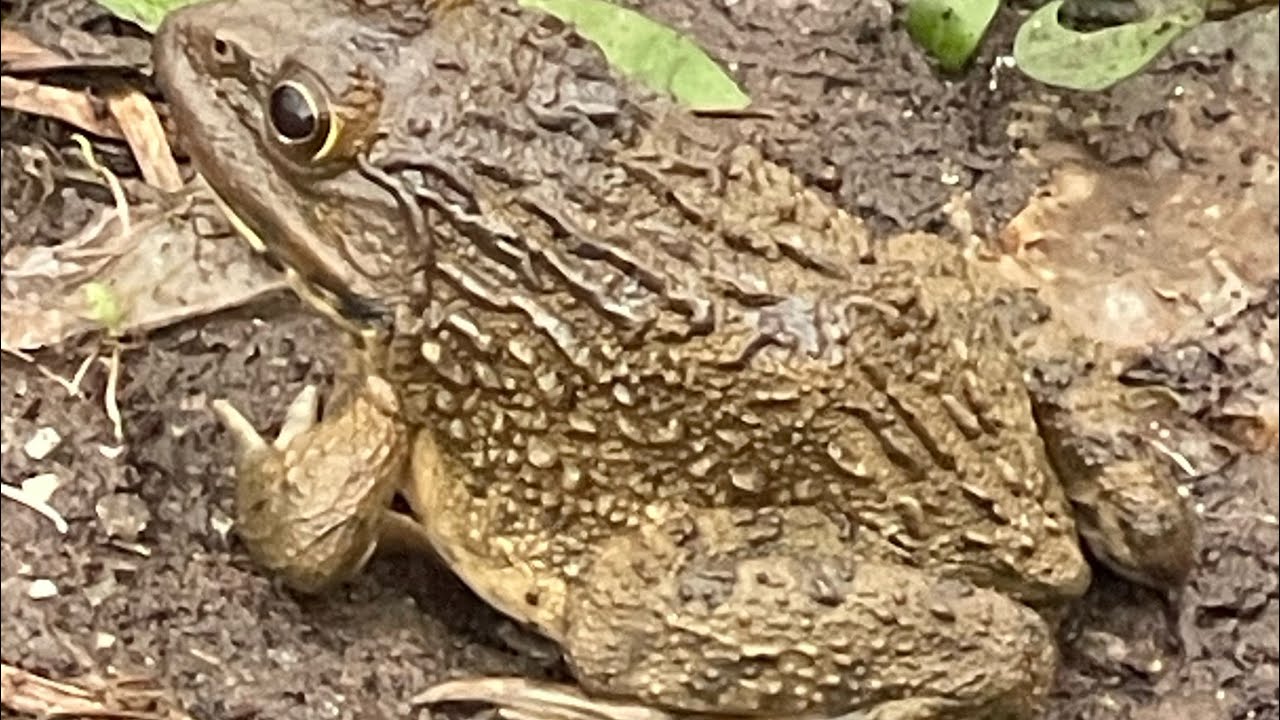 Câu ếch về nuôi 