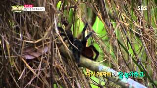 정글의법칙 130913 #44(6)