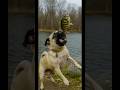 Day 1 of my 14 dollar swimbait 🐟 #fishing #pug #adventure #fyp #outdoors #fypage #dogs #bass