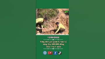 Tăng đơn giá quản lý bảo vệ rừng lên 400 000 đồng trên 1 ha 1 năm #shortsltv