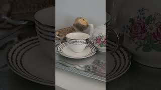 JUST ENJOYING TEA ? lizard cuteanimals lizard petreptiles