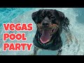 Swimming Rottweiler