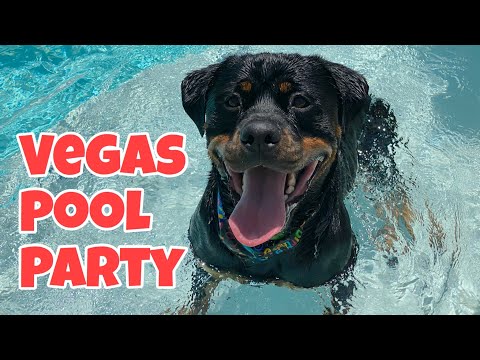 Rottweiler goes Swimming