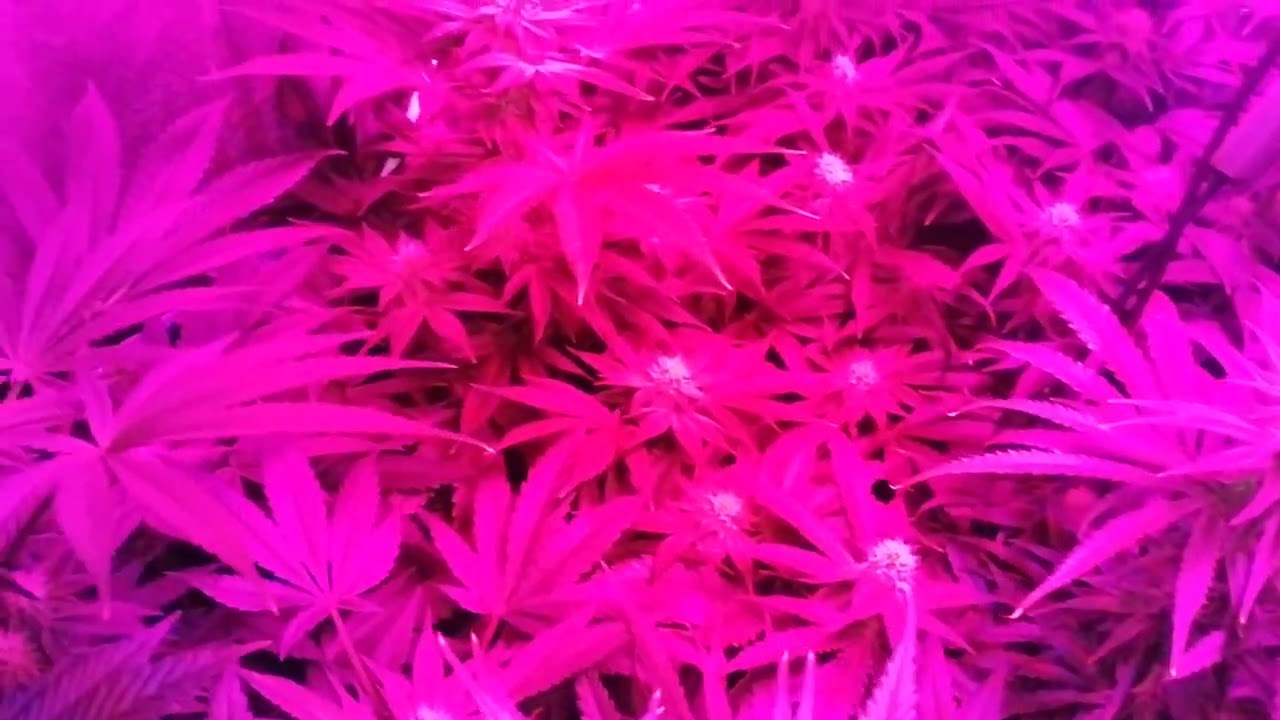 4ª semana de Floración Top Flora Bar