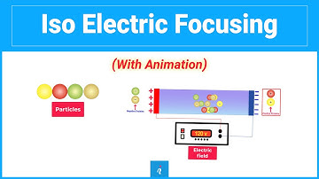 Isoelectric Focusing (Animation)