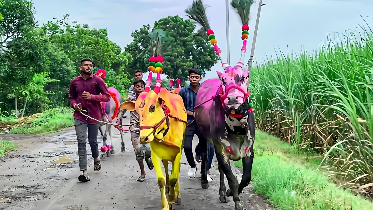 | Bail Pola Best Video | बैल पोळा सजावट  | बेंदूर सण | Mattu Pongal | Kadalekai Habba | Jallikattu |