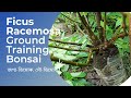 Ground Training Bonsai | Ficus Racemosa |