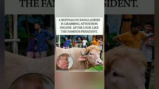 Buffalo in Bangladesh looks just like a famous president. Uncanny. 😳🐃#buffalo #viral #shorts