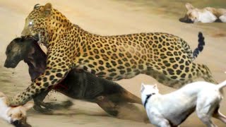 LEOPARDO y PUMA devoran DOGO ARGENTINO ¡Me sorprendió! Perros Atacados Por Sorpresa by WILD ANIMALS salvajes 516,730 views 1 year ago 13 minutes, 53 seconds