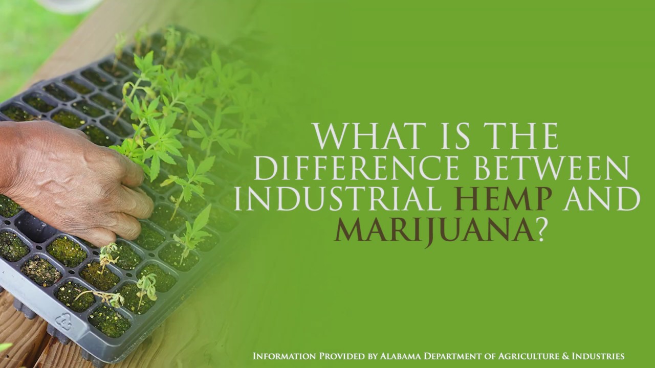 WHAT IS THE DIFFERENCE BETWEEN INDUSTRIAL HEMP AND MARIJUANA? YouTube