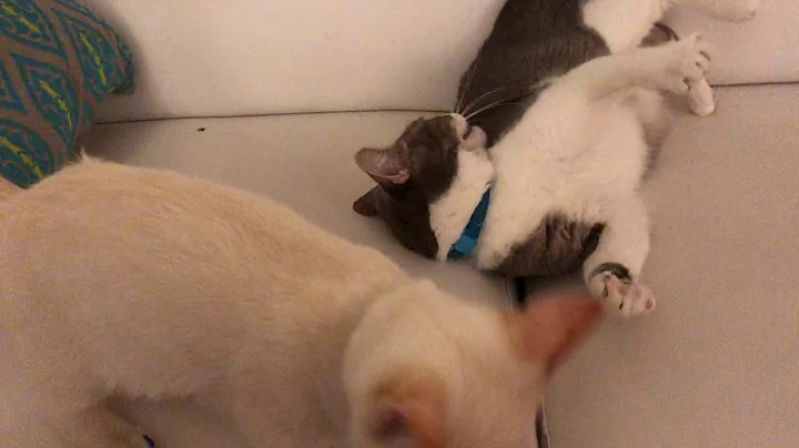 Video 211771: scottish fold munchkin cat, british shorthair munchkin cat, british shorthair mix cat, little british shorthair, flame point cat