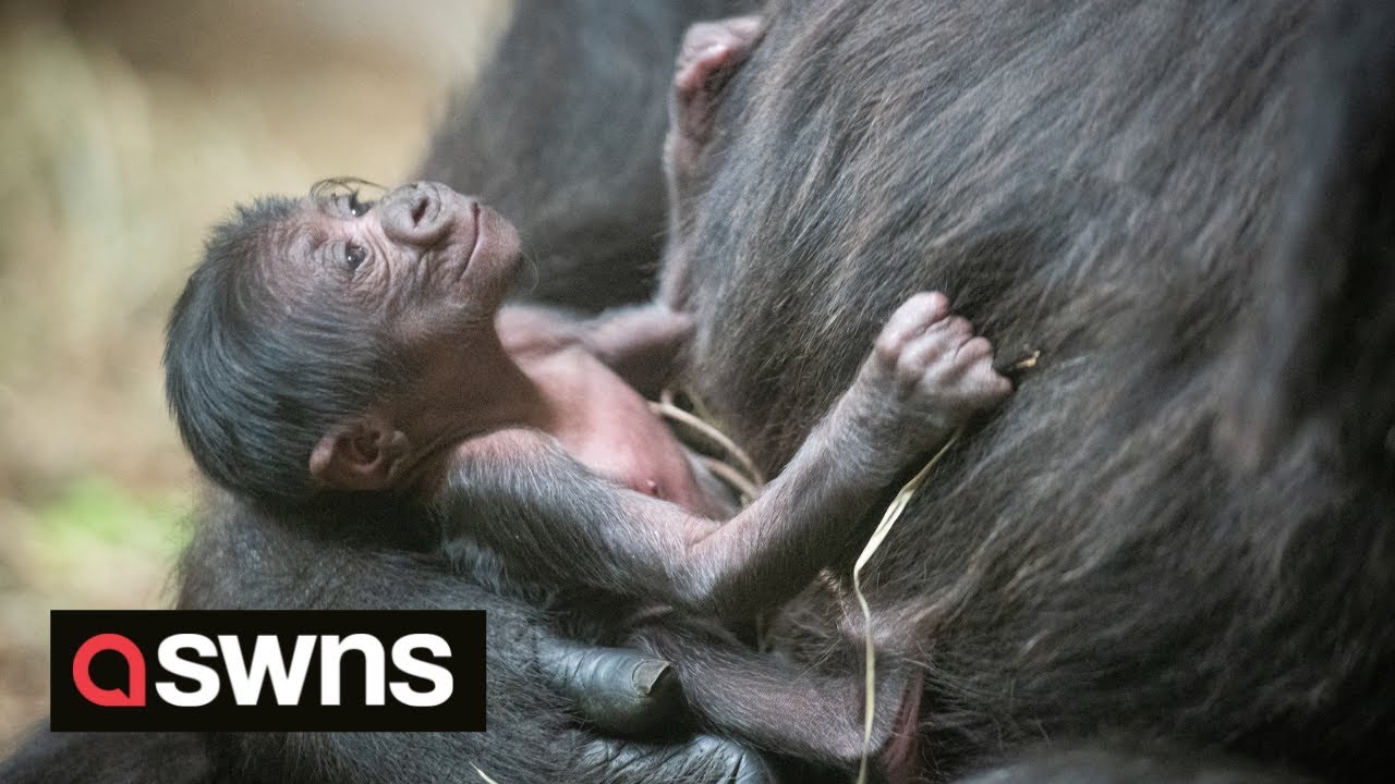 Adorable moment premature baby gorilla is reunited with his family | SWNS