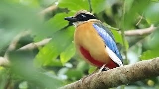 Bluewinged Pitta Call | Pitta moluccensis