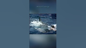 Great White Shark Attack Caught on Camera | Shark Attack Files