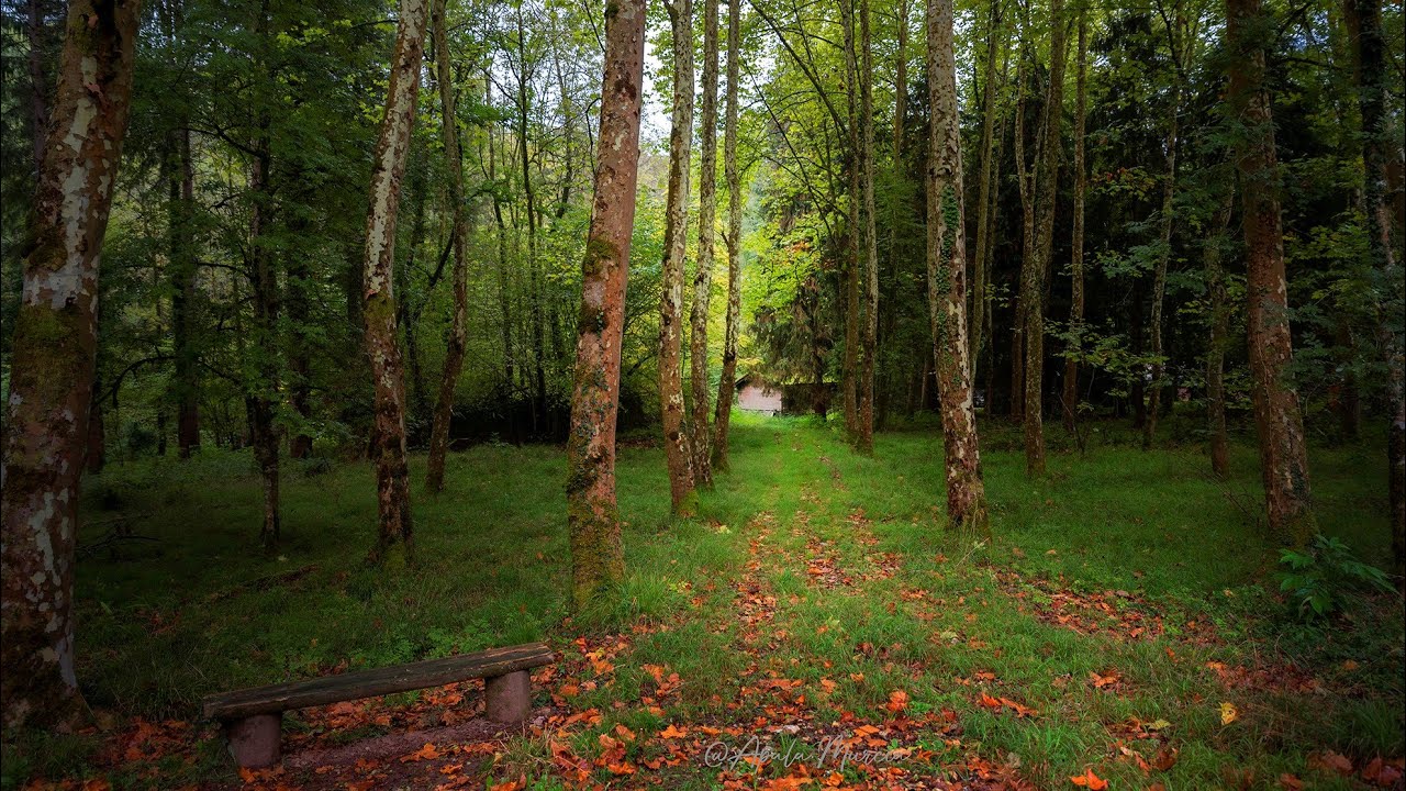 Parque Natural Señorío de Bertiz (Comunidad Foral de Navarra)