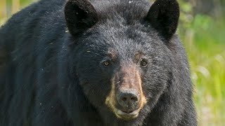 Black Bears Fish for Salmon on Vancouver Island | Earth Odyssey