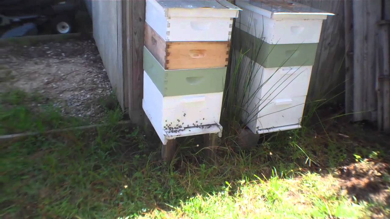 Questions answered. An update from Dafrogtoad Manor