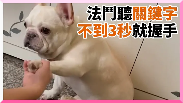 法斗不理握手要求！饲主喊“数到3...”牠秒妥协｜宠物动物｜搞笑｜法国斗牛犬｜关键字｜精选影片 - 天天要闻