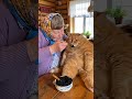 Рыжему котику уже не лезет икорка. #ШОК!!! #smile #funny #кот #котики #cat #trend