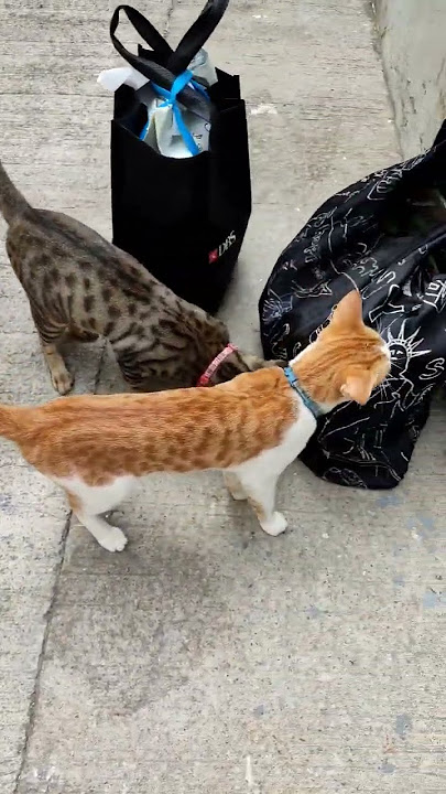 Lovely trio Cats.  #cat  #triocats #kucing  #shortvideo  #labubu